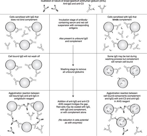 Antigen Antibody Reaction Diagram