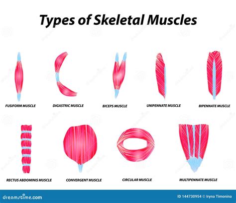 Skeletal Infographic . Flat Design . Cartoon Vector | CartoonDealer.com ...