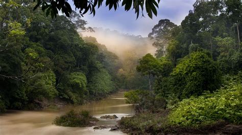 Borneo Wallpapers - Wallpaper Cave