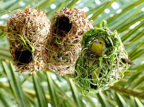 African Weaver Bird Nest Images - Download 540 Royalty Free Photos - Page 2