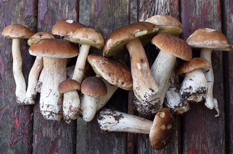 Edible mushrooms: how eat porcini mushroomsItalian feelings