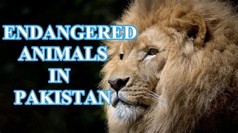 Top 10 Endangered Animals in PAKISTAN | Endangered Species | Animal Globe - YouTube