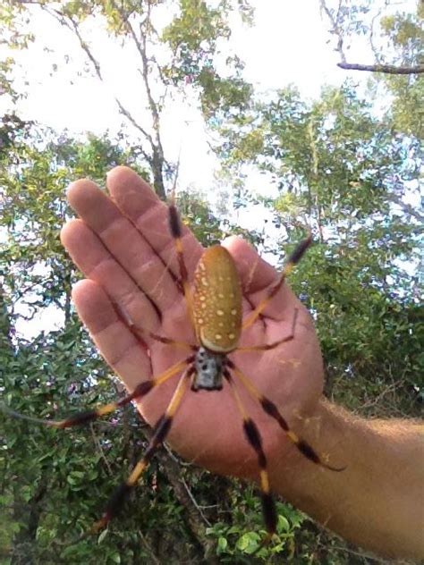 Banana Spider - Arachnids, Insects, Bugs and Insects