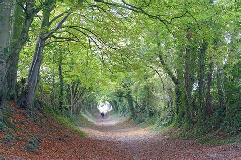 The path to Halnaker Windmill, a magical tunnel of trees - Sussex Bloggers