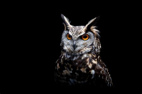 Owl Dark Background Wallpaper,HD Birds Wallpapers,4k Wallpapers,Images ...