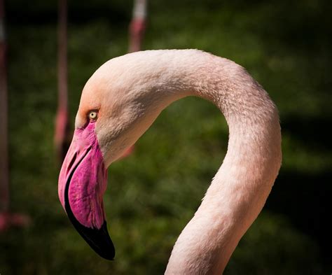 White Long Neck Bird · Free Stock Photo