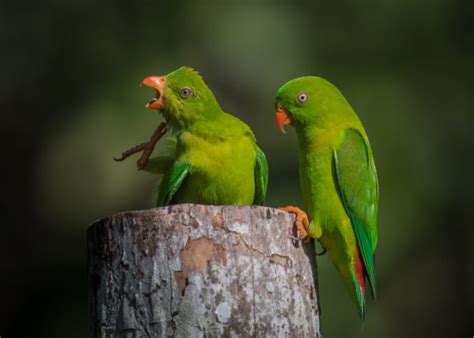 Birding in Little Andaman - Andaman Islands Endemic Birding Tour ...