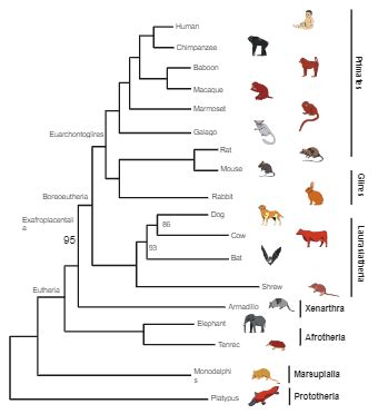 Phylogenetic Tree Templates | EdrawMax Free Editable