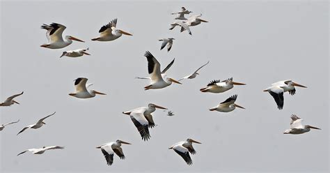 Once-rare pelicans migrating back to Minnesota