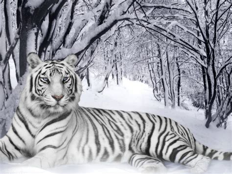 Tiger in Snow Animal Wallpaper 998 1400x1050 - Wallpaper - HD Wallpaper