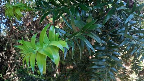 Araucaria bidwillii - Trees and Shrubs Online