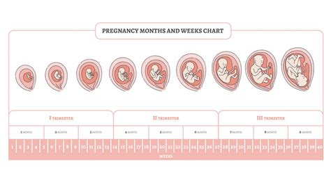 Phases of Pregnancy – Reproduction and Pregnancy in Introduction to Biological Anthropology