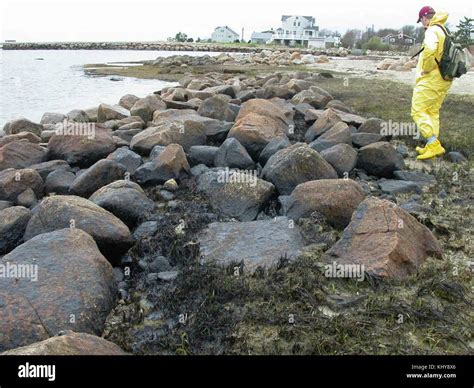 Employee helping to clean up after oil spill Stock Photo - Alamy