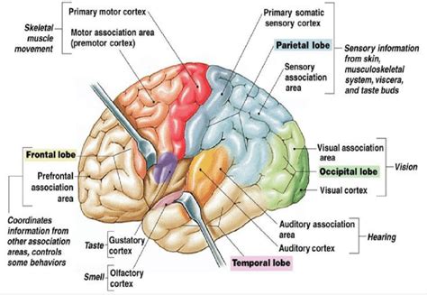 Cerebral Cortex Brain Diagram Human Brain Diagram Brain Anatomy | The ...