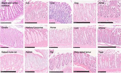 Histology images of intestinal crypts across species Histological ...