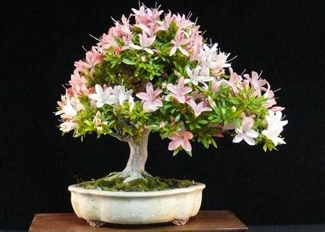 Care guide for the Azalea Bonsai tree (Rhododendron) - Bonsai Empire