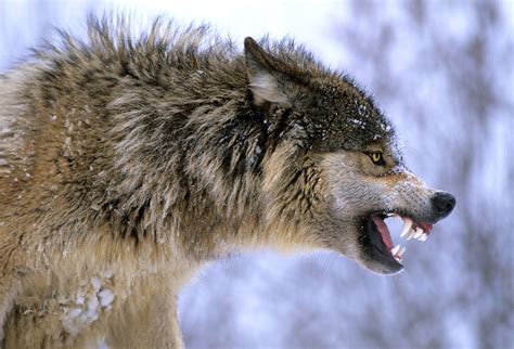 Gray wolf snarling | Böser wolf, Wolf hunde, Wilde hunde