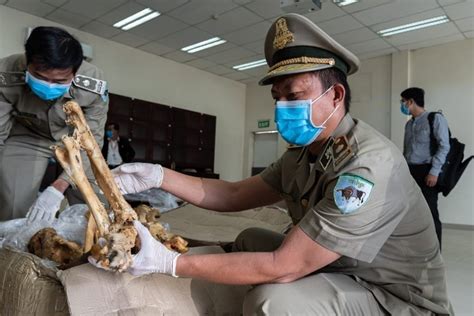 Cambodia: Major Shipment of Suspected Lion Bones From South Africa ...