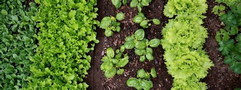 Sustainable Life: Mia’s Backyard Veggie Patch tips | HerCanberra