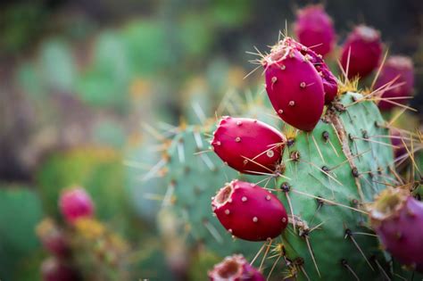 The Hidden Beauty of Xerophytes | Dengarden