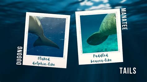 Dugong vs Manatee – 6 Ways to Tell the Difference