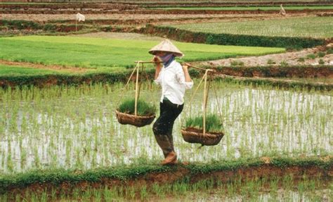 The Face of Women in Agriculture in Vietnam - Lower Mekong Food ...