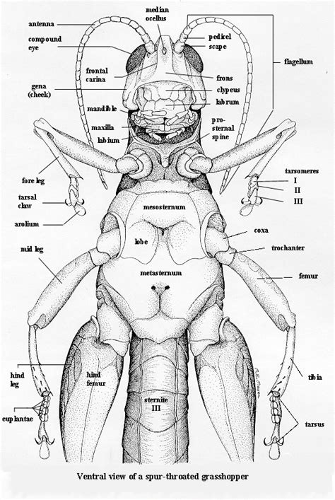 Orthoptera of the Northern Great Plains