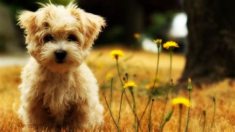 Hintergrundbilder : Gelb, West Highland White Terrier, Blume, Welpe, 1920x1080 px, Wirbeltier ...