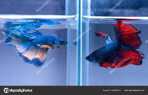 Pretty Betta Fish Tanks