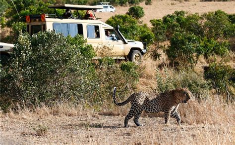 How to Book a Masai Mara Camping Safari in Kenya | Sojourn Safaris Ltd