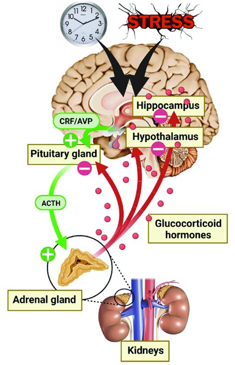 Diagram of hypothalamic-pituitary-adrenal (HPA) axis activation during... | Download Scientific ...