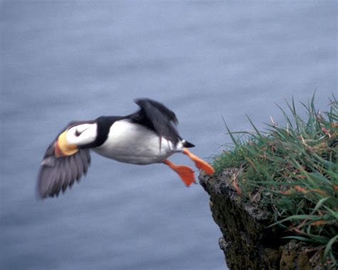 Horned Puffin - Fratercula corniculata - NatureWorks