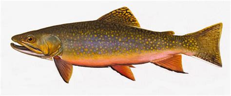 Take it Outside: Fish Iowa!: Iowa Fish Species – Trout Family