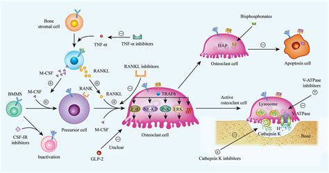 Osteoclasts