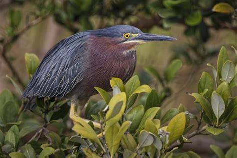 'Green heron nesting, South Padre Island, Texas' Photographic Print - Adam Jones | AllPosters.com