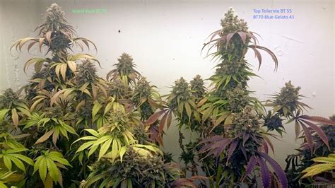 Blue Gelato 41 from Barneys Farm | strains.io | cannabis marijuana strain info