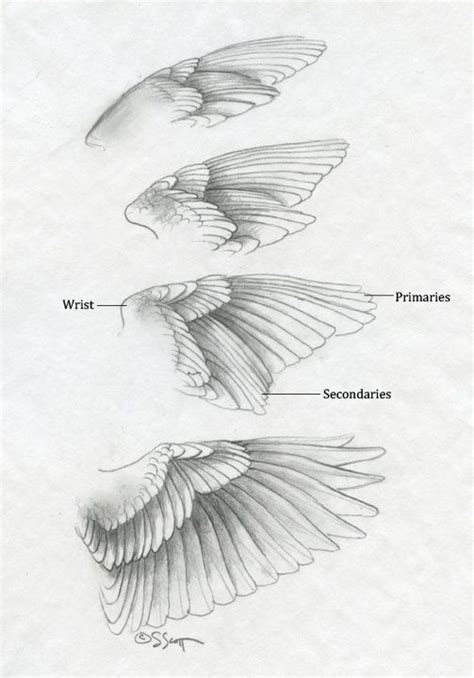 Folded Bird Wings | By locating this boney waypoint, the sculptor can easily determine ... Wing ...