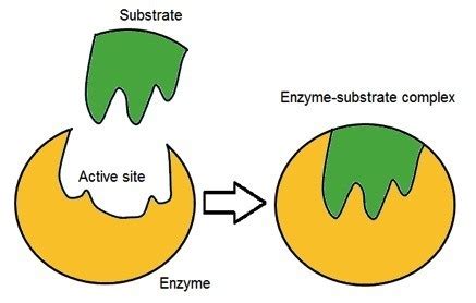 Enzymes In Biochemical Reactions — Role & Importance - Expii