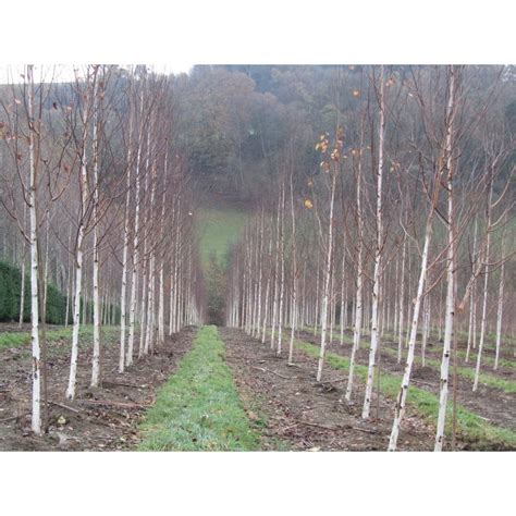 Himalayan Birch Trees For Sale | Buy Himalayan Birch Trees Online