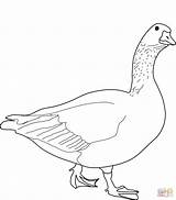 Free Printable Goose Coloring Pages sketch template