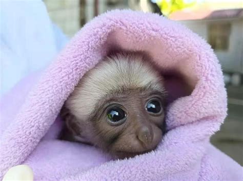 Gibbon baby celebrates 1st birthday in China | The Star