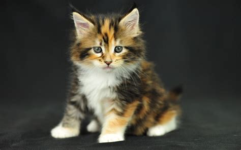 Maine Coon Cat Personality, Characteristics and Pictures – InspirationSeek.com