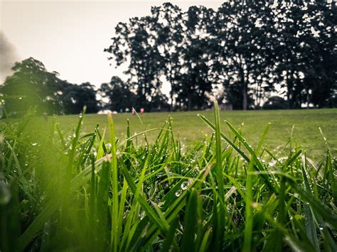 Best Time of Day to Cut Grass - GFL Outdoors