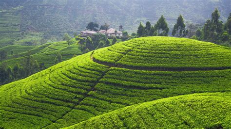 Wallpaper : landscape, green, hills, Sri Lanka, tea plant, plateau ...