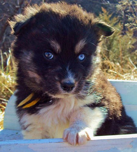 The Husky Mix Adoptable Puppies Pictures 529118