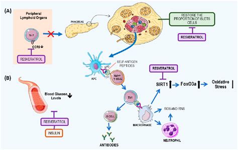 Is Type 1 Diabetes An Autoimmune Disease - DiabetesWalls