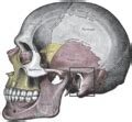 Category:Human skulls in lateral aspect - bones highlighted - Wikimedia Commons