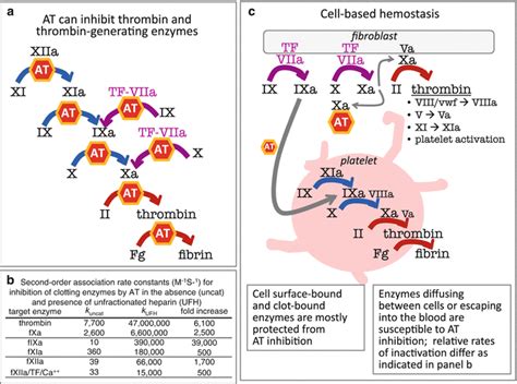 Thrombin-Antithrombin System | SpringerLink