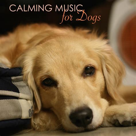 ‎Calming Music for Dogs - Relaxing Music for Dogs and Cats, Peaceful ...