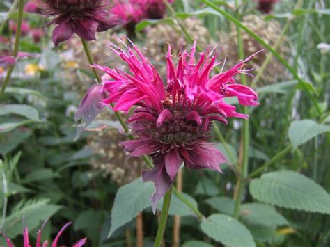 Perennials For Cut Flowers - Flowers For A Cutting Garden | HGTV